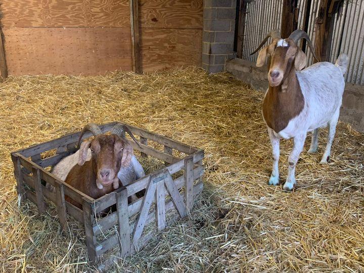 KJF Electrical goat rescue in Essex
