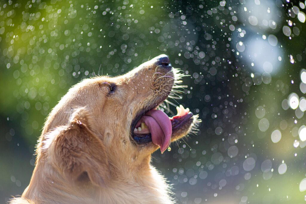 heatstroke in dogs