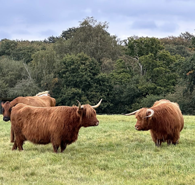 Highland Cows in Essex things to do where to see animals