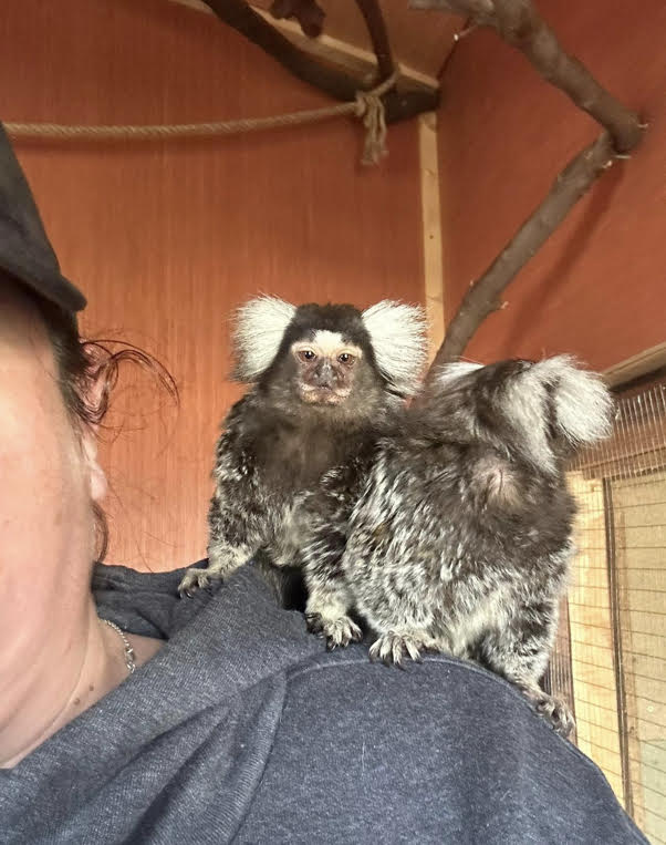 marmosets where to see animals in Essex