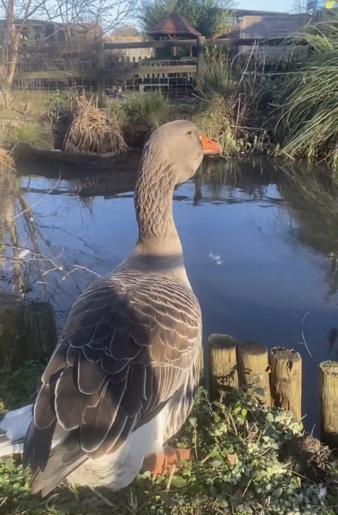 Bruce the Goose where to see animals in Essex