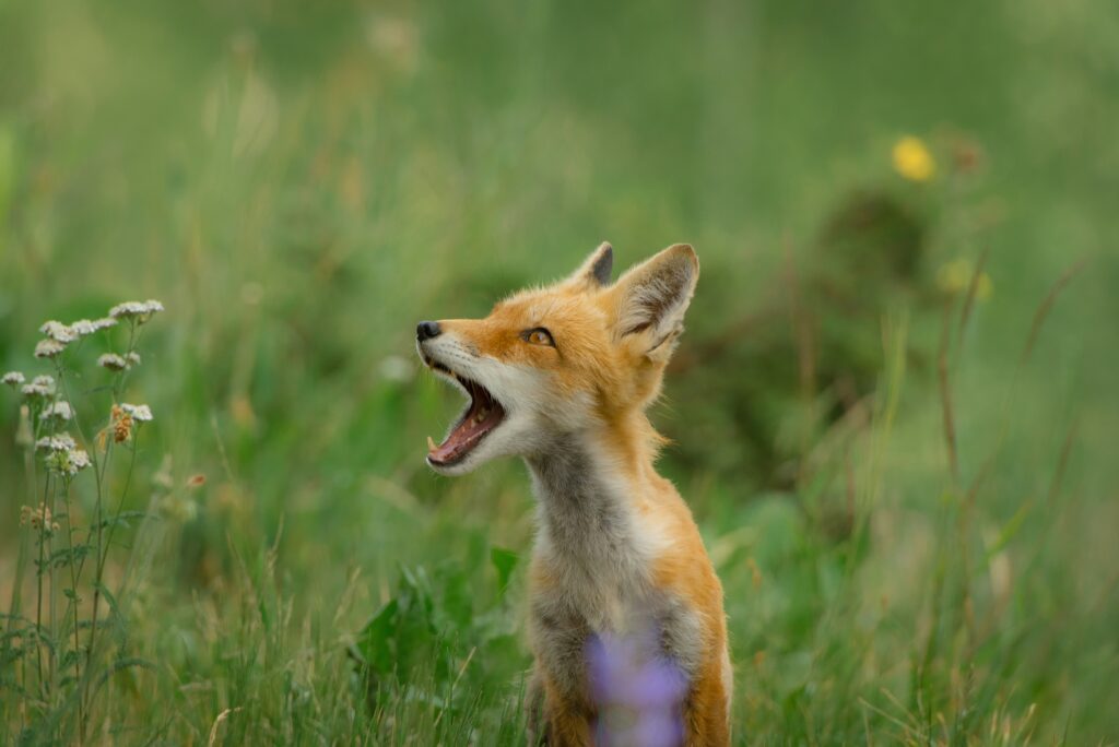 what to do if you find a fox cub ethical animal experiences in essex