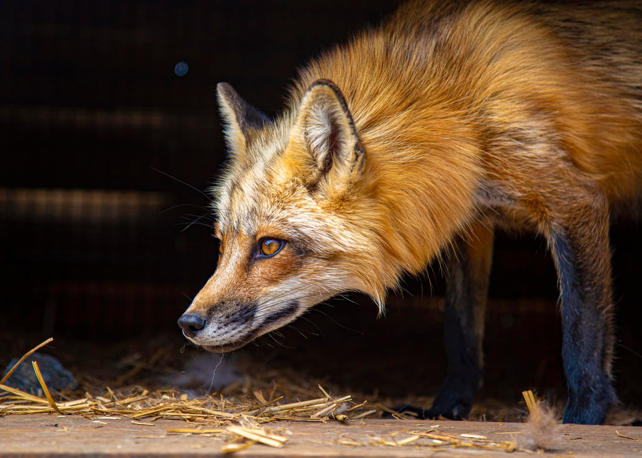 Exotic Animal Weekends | Hopefield Animal Sanctuary & Visitor Centre