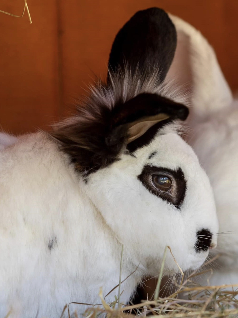 R.I.P. Clover the Rabbit