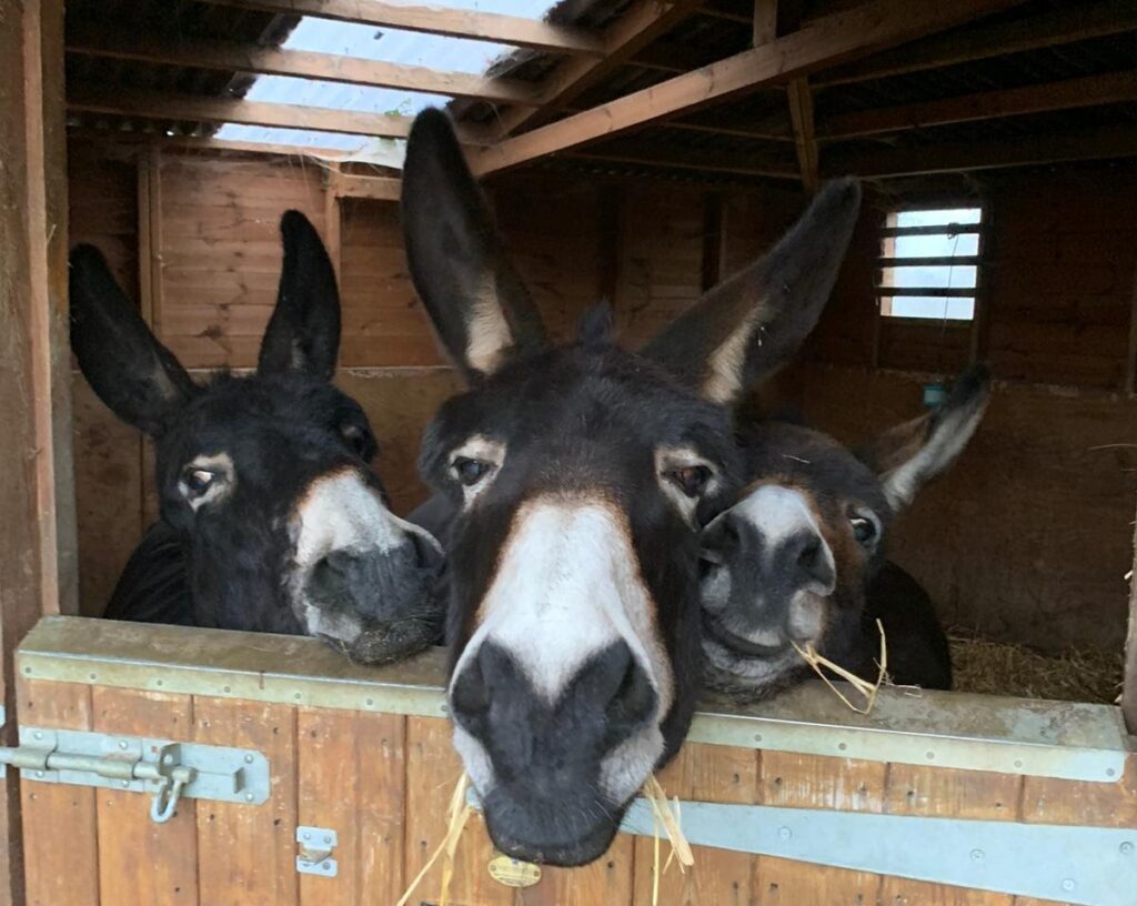 Donkeys animal charity legacy in Essex