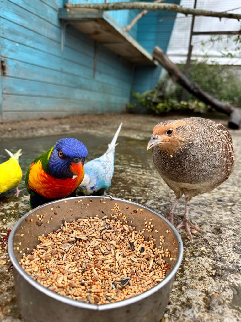 Pear the Partridge where to see animals in Essex