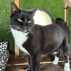 best animal charity in UK cat rescue Brentwood