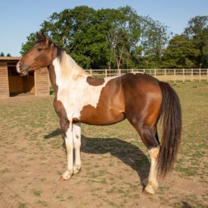 best horse rescue in UK where to see animals in Essex