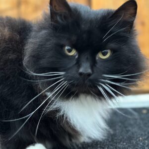 cat rescue in Essex petting zoo Brentwood