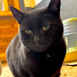 cat rescue Essex animal charity in Brentwood