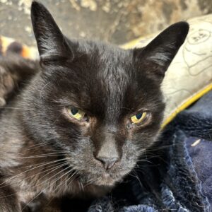 things to do in Essex with kids cat rescue