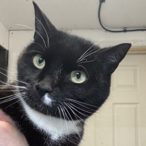 cat rescue in Essex things to do in Brentwood