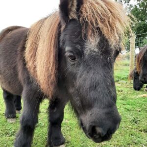 Pony rescue in Essex where to see animals
