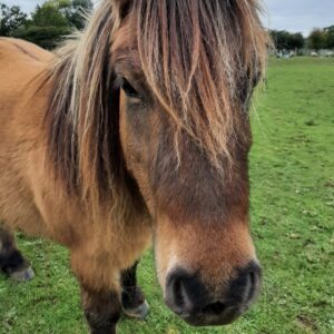 Pony rescue in Essex best animal charity in UK