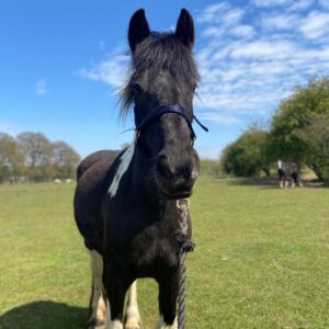 where to see animals in Essex best horse rescue in UK
