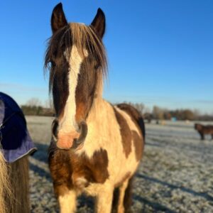 where to see animals in Essex horse rescue
