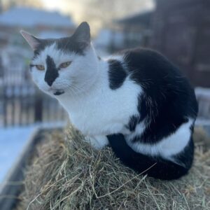 Cat rescue in Essex best animal charity