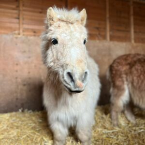 horse rescue in Essex where to see animals in Essex
