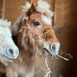 Horse rescue in Essex where to see animals in Essex