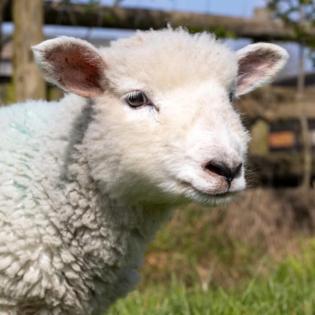 best family days out in Essex lamb