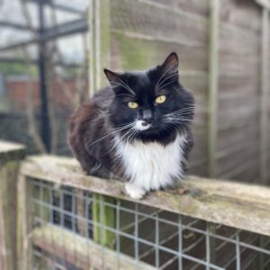 animal farm park Essex cat rescue Brentwood