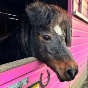 Pony rescue in Essex things to do with kids
