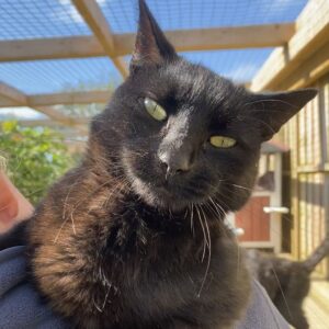 Things to do in Brentwood with kids cat rescue Essex