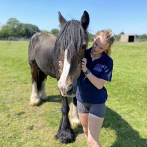 horse rescue in Essex petting farms in Brentwood