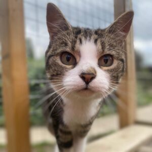 cat rescue in Essex best animal charity in Uk