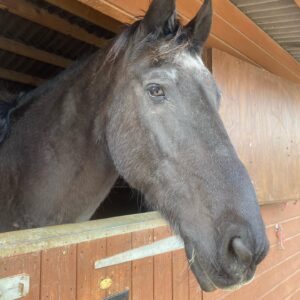 Horse rescue in Essex things to do with kids