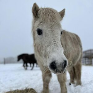 where to see animals in Essex pony rescue