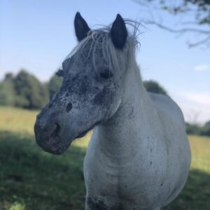 pony rescue in Essex things to do in Brentwood