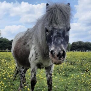 Best pony rescue in UK things to do in Essex with kids