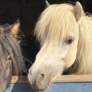 best animal charity in the UK pony rescue in Essex