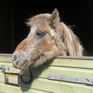 best pony rescue in Essex best things to do in Brentwood