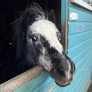 Pony rescue in Essex best place to see animals