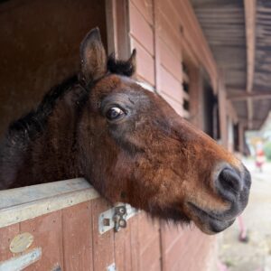 pony rescue in Essex best place to see animals