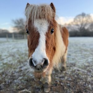 Pony rescue in Essex best things to do in Brentwood