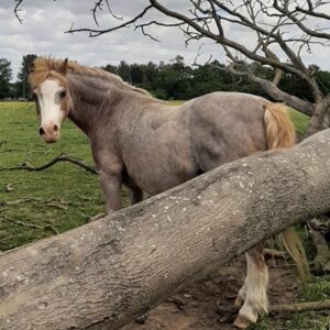 Horse rescue in UK best things to do in Essex with kids
