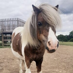 Pony rescue in Essex best place to see animals