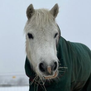 pony rescue in Essex best animal charity in UK