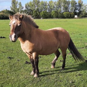 Horse rescue in Essex best animal sanctuary in UK