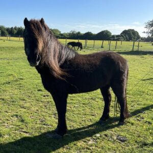 Horse rescue in Essex best things to do in Brentwood