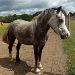 pony rescue in Essex things to do in Brentwood