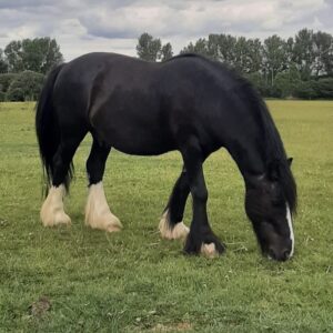 best things to do in Brentwood horse rescue in Essex