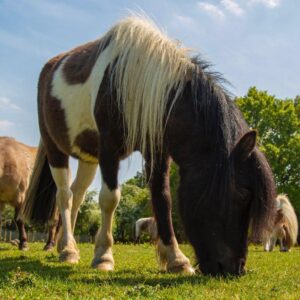 pony rescue in Essex best animal charity in UK