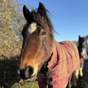 Horse rescue in Essex best animal charity in UK