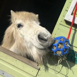 Pony rescue in Essex best things to do in Brentwood
