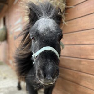 Pony rescue in Essex best animal sanctuary in UK