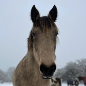 horse rescue in Essex best things to do with kids